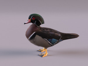 wood duck Modèle 3D