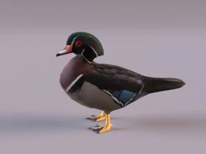 wood duck 3D Model