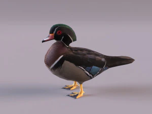 wood duck 3D Model