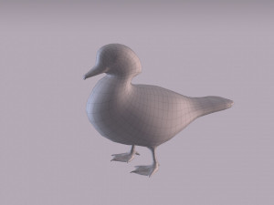 wood duck Modèle 3D