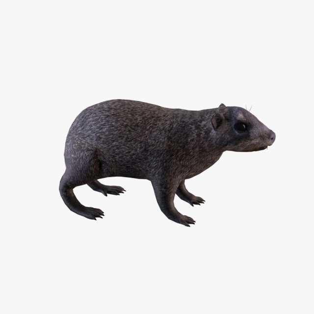 rock hyrax Modelo 3D .c4d .max .obj .3ds .fbx .stl .blend 