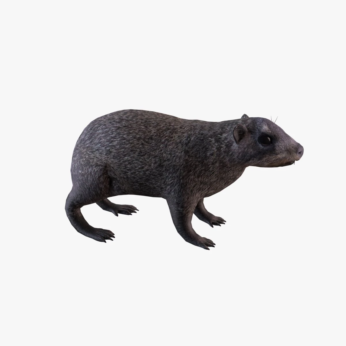 rock hyrax 3D Model .c4d .max .obj .3ds .fbx .stl .blend 