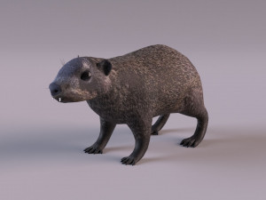 rock hyrax Modelo 3D