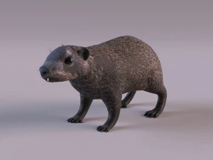 rock hyrax 3D Model