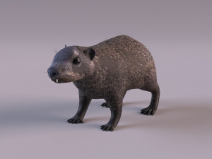 rock hyrax Modelo 3D
