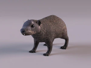 rock hyrax 3D Model