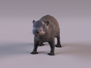 rock hyrax Modelo 3D
