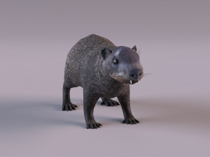 rock hyrax Modelo 3D