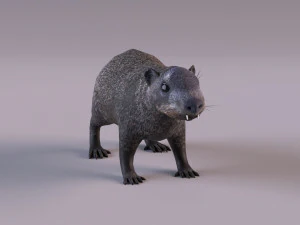 rock hyrax 3D Model