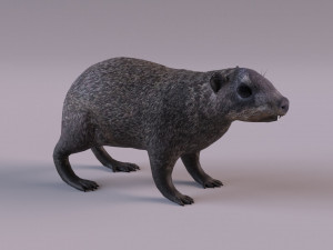 rock hyrax Modelo 3D