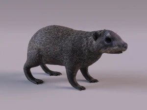 rock hyrax 3D Model