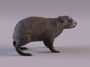 rock hyrax Modelo 3D