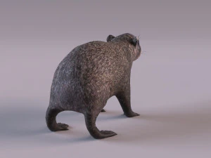 rock hyrax 3D Model