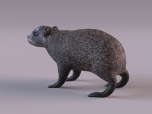 rock hyrax Modelo 3D