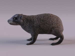 rock hyrax Modelo 3D