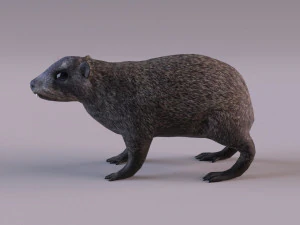 rock hyrax 3D Model