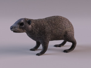 rock hyrax Modelo 3D