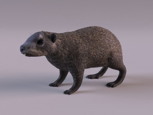 rock hyrax Modelo 3D