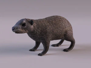 rock hyrax 3D Model