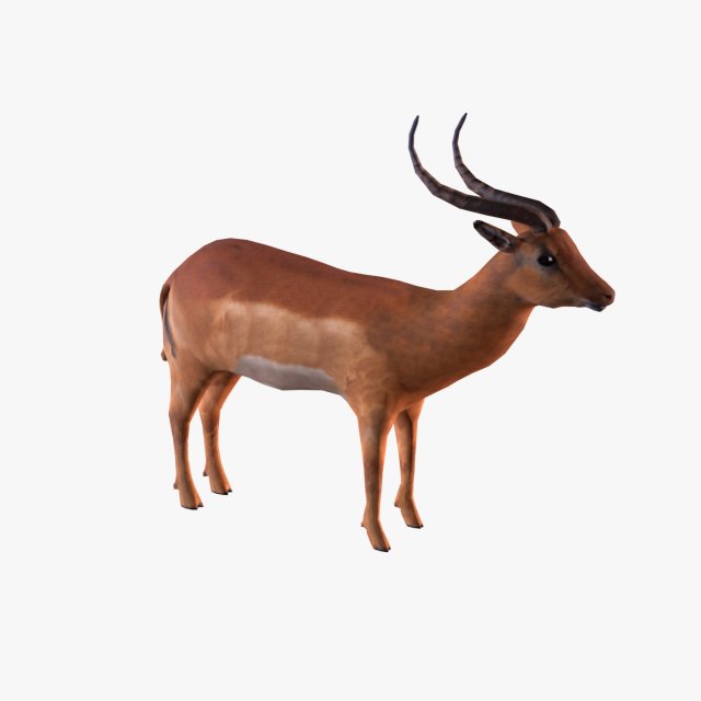 antelope 3D Model .c4d .max .obj .3ds .fbx .stl .blend 