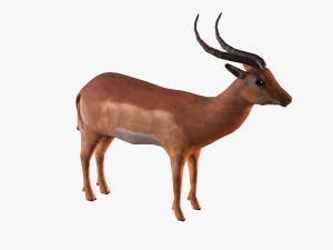 antelope 3D Model