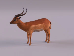 antelope 3D Model