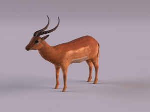 antelope 3D Model