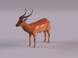 antelope 3D Model