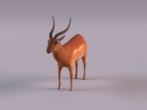 antelope 3D Model