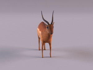 antelope 3D Model