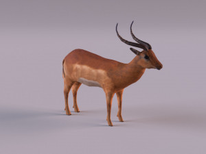 antelope 3D Model