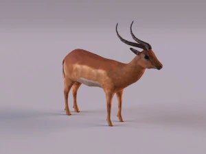 antelope 3D Model