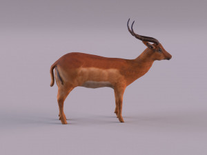 antelope 3D Model