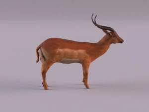 antelope 3D Model