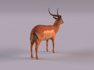 antelope 3D Model