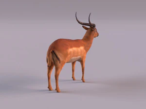 antelope 3D Model