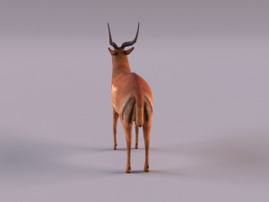 antelope 3D Model