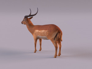 antelope 3D Model