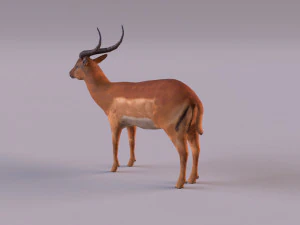 antelope 3D Model