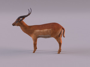 antelope 3D Model