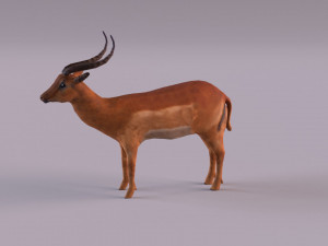 antelope 3D Model