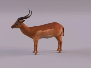 antelope 3D Model