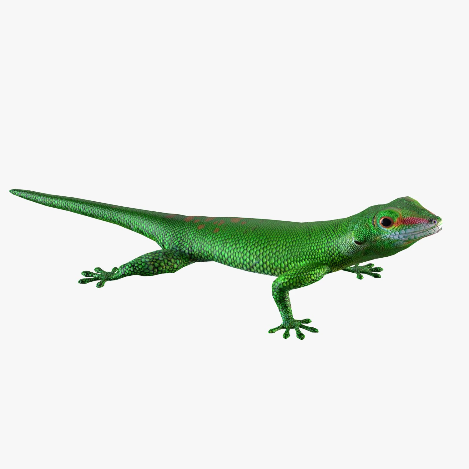 madagascar day gecko 3D Model .c4d .max .obj .3ds .fbx .stl .blend 