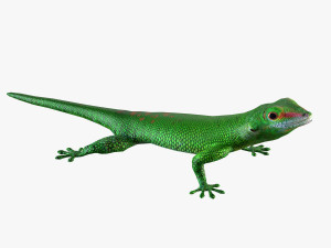 madagascar day gecko 3D Model
