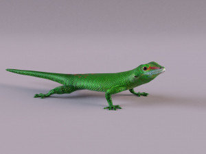 madagascar day gecko 3D Model