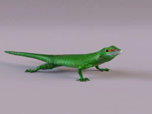 madagascar day gecko 3D Model