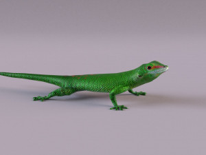 madagascar day gecko 3D Model
