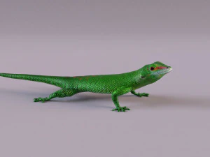 madagascar day gecko 3D Model