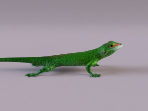 madagascar day gecko 3D Model