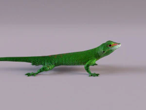 madagascar day gecko 3D Model